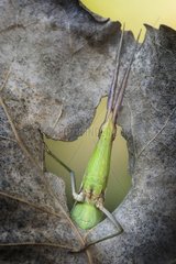 Grasshopper facing out from an hole in a leaf