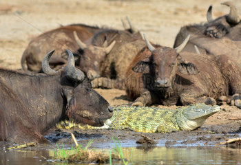 African Buffalo and Nile Crocodile resting on the river bank