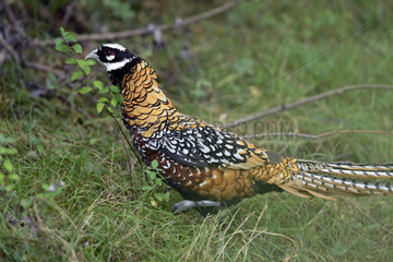 Reeves's Pheasant in the grass - Burgundy France