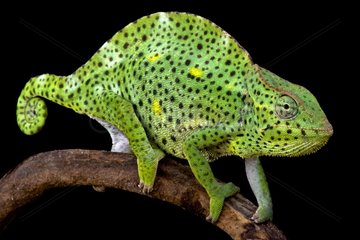 Usambara Giant Three-Horned Chameleons (Trioceros deremensis) female  Usambara  Tanzania
