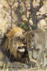 Lion (Panthera leo) - Greeting between male and subadult male cub. Savuti  Chobe National Park  Botswana.