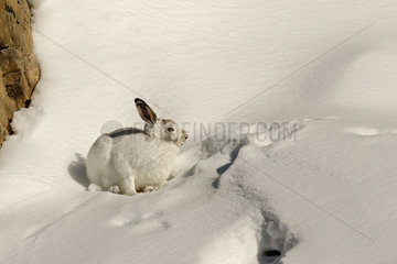 Mountain Hare ( Lepus timidus ) intermediate coat   brown and white beginning of winter in the snow  Alps   Switzerland.