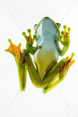 Palmar tree frog (Hypsiboas pellucens) on white background  Chocó colombiano (Ecuador)