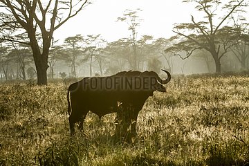 Kenya  Nakuru national park  buffalo (Syncerus caffer) at sunrise