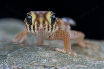 Teratoscincus scincus  Wonder gecko  Kazakhstan