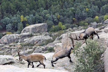 Spanish ibex (Capra pyrenaica) males fighting  Guadarrama National Park  Madrid  Spain