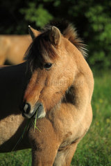 Portrait of foal in the meadow  France