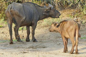 Buffalo (Syncerus caffer). Buffalo victim of poaching (traps ). Kruger N.P. South Africa