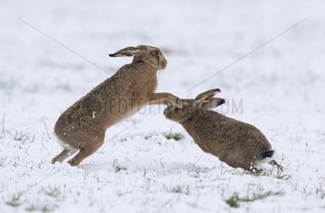 Brown hare (Lepus Europaeus) Hare chassing each other in the snow  England  Winter