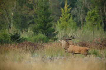 Red Deer (Cervus elaphus) slab  Ardennes   Belgium