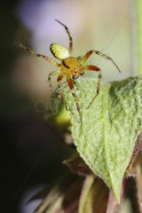 Cucumber green Spider (Araniella cucurbitina) male on a leaf  Northern Vosges Regional Nature Park  France
