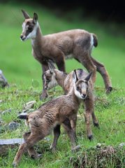 Young twins Chamois  Merlet Animal Park   Alps  France . Within the herd   young chamois (Rupicapra rupicapra ) are placed under the supervision of an adult few days after birth. These twin benefit from the experience of older and progressing quickly desp