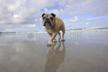 English bulldog walking on a beach. Australia