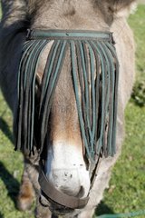 Donkey (Equus asinus) with a fringed headband against fly  Heurteauville  Normandy  France