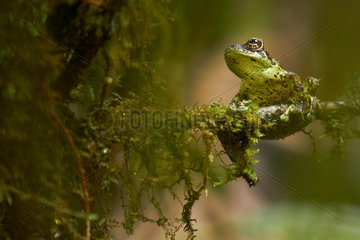 Mossy Bush Frog (Philautus macroscelis). Borneo. Malaysia. Mount Kinabalu. Sabah.