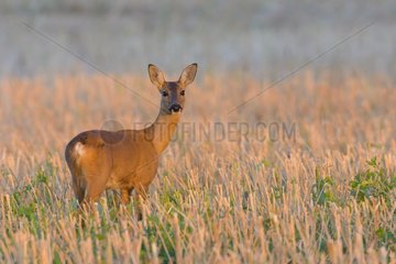 Western Roe Deer (Capreolus capreolus) in Morning light  Female  Hesse  Germany  Europe