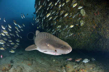 Sand tiger shark (Carcharias taurus) near the bottom - Site of Protea Banks  near the town of Umkomaas  East Coast of South Africa