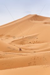 Dromedary in a sand dune - Morocco