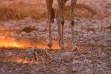 Black-backed jackal (Canis mesomelas) in the dust against the light in the legs of a Giraffe (Giraffa camelopardalis) at sunset  Namibia