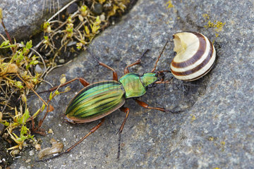 Golden beetle (Carabus auratus) and shell Snail  France