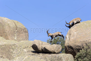 Spanish ibex (Capra pyrenaica) males on rock  Guadarrama National Park  Madrid  Spain