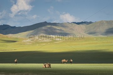 Bactrian camels (Camelus bactrianus) - Province of Khoevsgoel - Mongolia