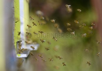 Honey bees (Apis mellifera) atmosphere at the entrance of the hive in good weather  Northern Vosges Regional Nature Park  France
