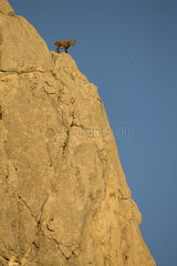 Alpine ibex (Capra ibex) female on cliff  Valais Alps  Switzerland.