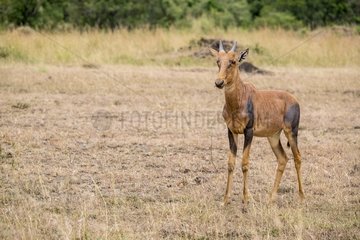 Kenya  Masai-Mara game reserve  topi (Damaliscus korrigum)