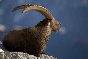 Alpine ibex (Capra ibex) male ywaning  Valais Alps  Switzerland.