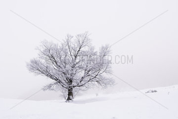 Isolated tree in the snow  Reserve Chaudefour Valley  PNR Volcans d'Auvergne  Auvergne  France