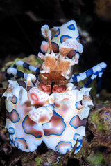 Harlequin shrimp (Hymenocera picta) in the reef  Tofo  Mozambique  Indian Ocean