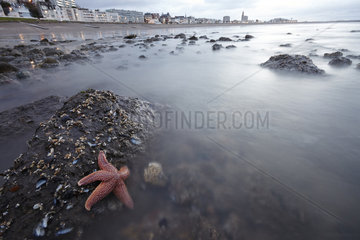 Common Starfish (Asterias rubens) on rock at low tide  France