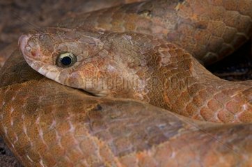 Portrait of Kukri snake (Oligodon purpurascens)