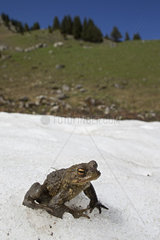 Common Toad (Bufo bufo) male on snow  near a small mountain lake  Fribourg Alps  Switzerland.