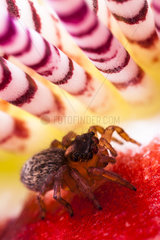 Jumper Spider ( Saitis barbipes ) female on the lookout . France