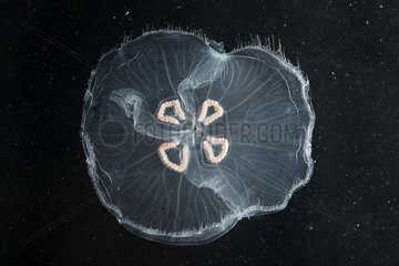 Moon Jellyfish (Aurelia aurita)  France