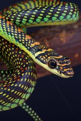 Portrait of Paradise tree snake (Chrysopelea paradise)
