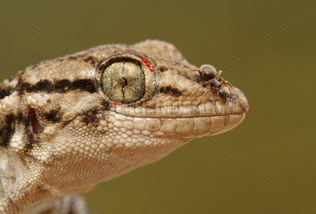 Moorish Wall Gecko (Tarentola mauritanica) with Ant on the muzzle and Parasites on the eyelid  Spain