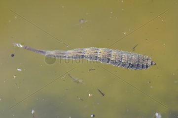 Larva of Horsefly (Tabanus sp) in water  Lorraine  France
