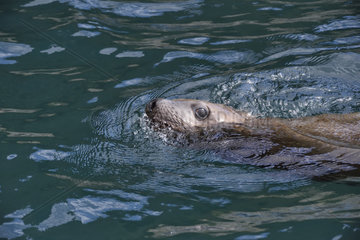 Steller sea lion ( Eumetopias jubatus) in water  Valdez  Alaska