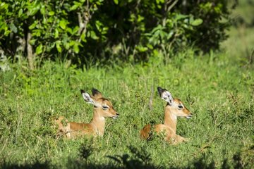 Kenya  Masai-Mara game reserve  Impala (Aepyceros melampus)  fawns