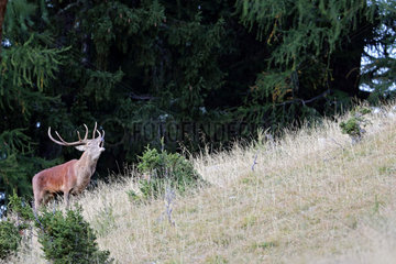 Red Deer (Cervus elaphus) male during the slab. Valais Alps. Swiss
