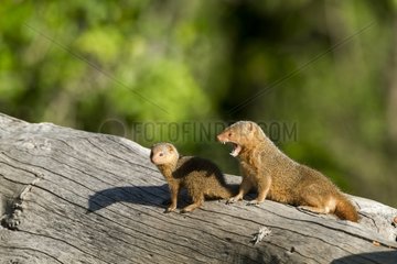 Kenya  Masai-Mara game reserve  Dwarf mongoose (Helogale parvula)
