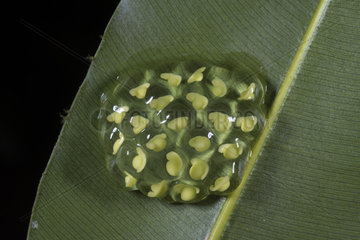 Fleischmann's Glass Frog egg mass under a leaf in Guatemala