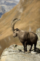 Alpine ibex (Capra ibex) male on rock  Valais Alps  Switzerland.