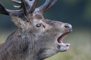 Red deer (Cervus elaphus) Stag head details in Autumn  England