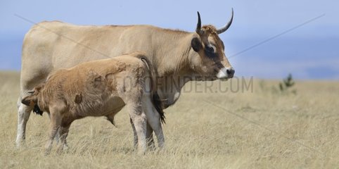 Aubrac cow and calf  Plateau of Aigoual  Cevennes National Park  France