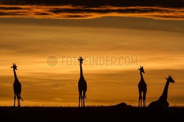 Kenya  Masai-Mara Game Reserve  Girafe masai (Giraffa camelopardalis)  at sunrise