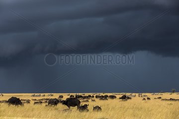 Kenya  Masai Mara game reserve  African buffalo (Syncerus caffer)  herd befor storm